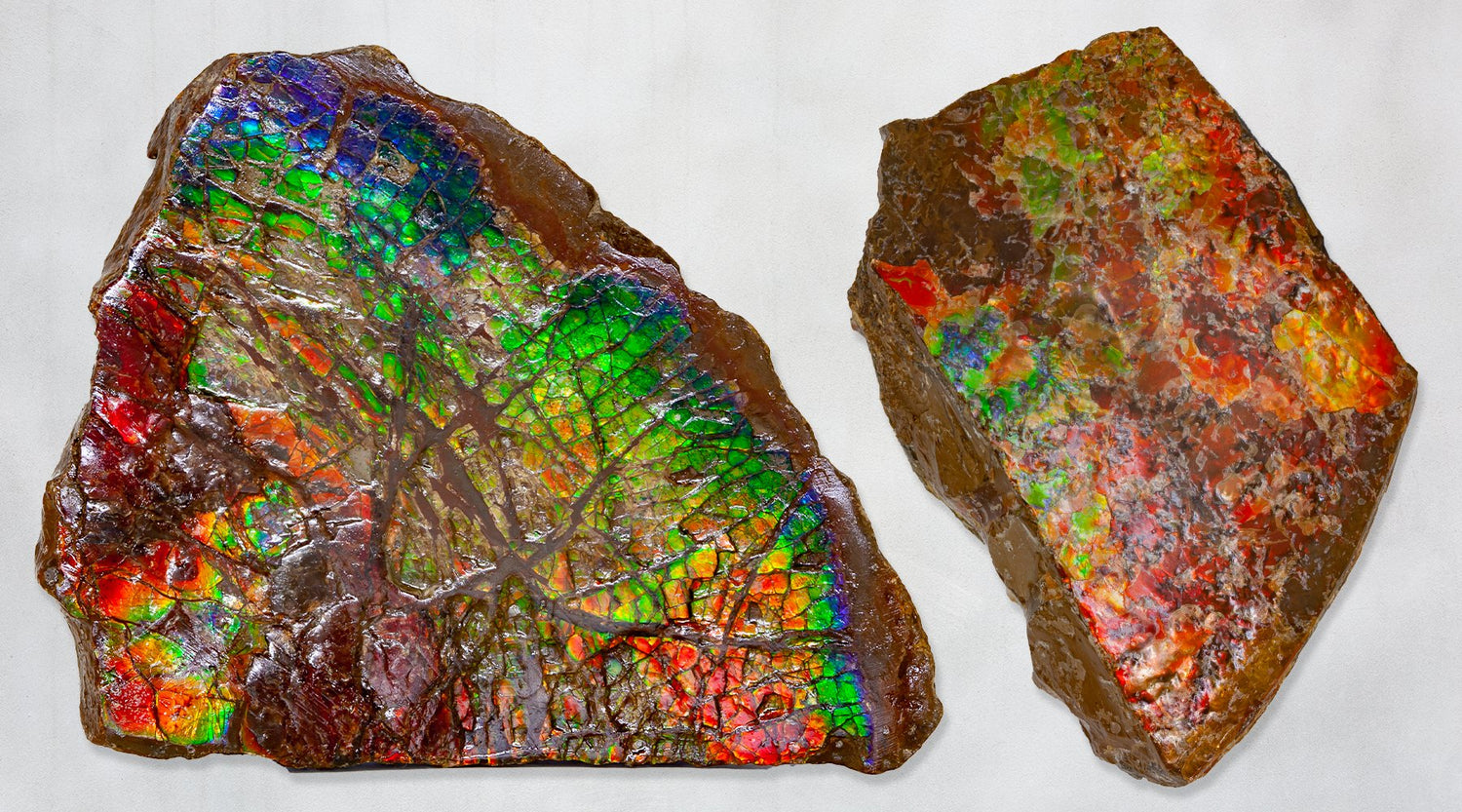 Rough Ammolite