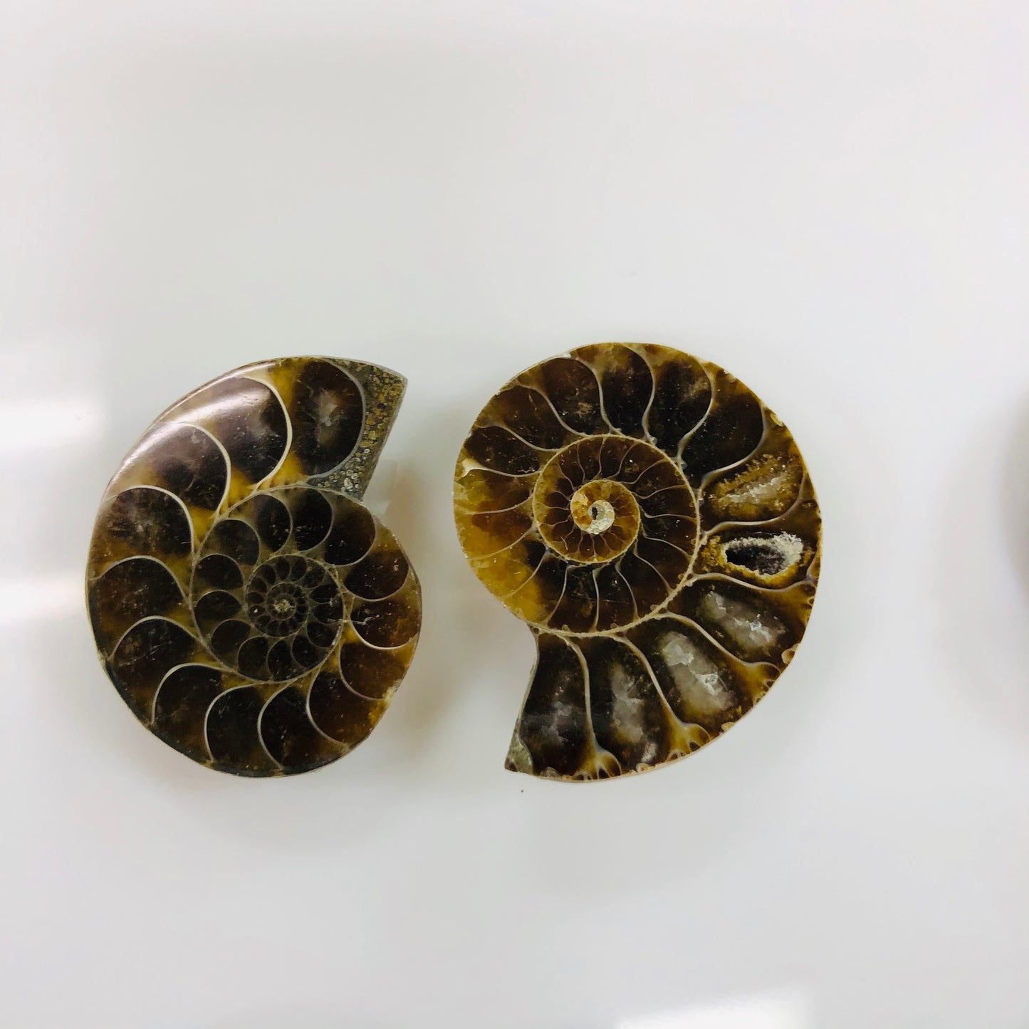 Ammonite polished Pairs